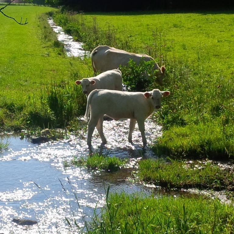 Kraehling * Schmallenberg